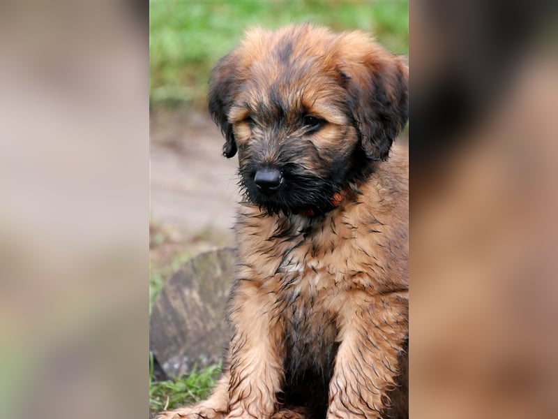 Wunderschöne fauve Briardwelpen aus VDH Zucht