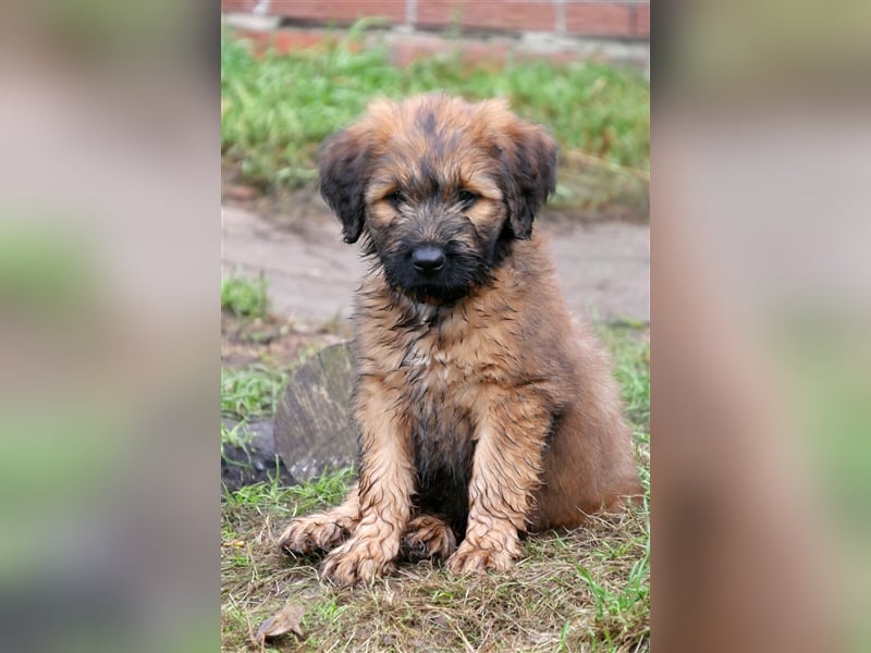 Wunderschöne fauve Briardwelpen aus VDH Zucht