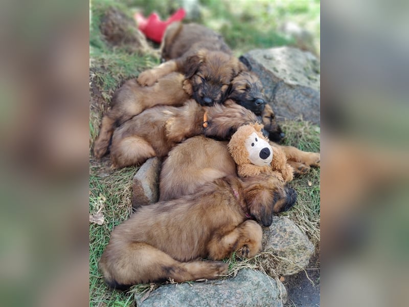 Wunderschöne fauve Briardwelpen aus VDH Zucht