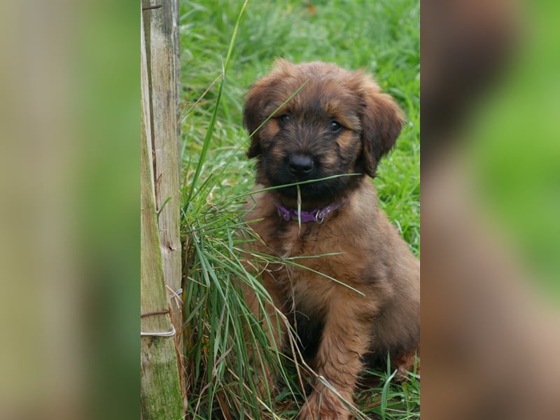 Wunderschöne fauve Briardwelpen aus VDH Zucht