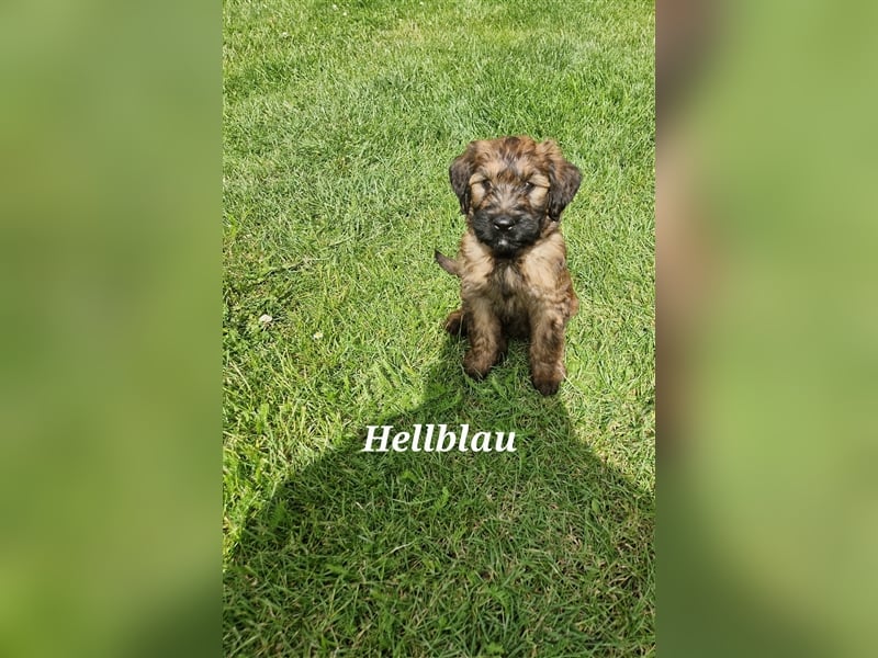 Briard Welpen fauve in liebevolle Hände abzugeben