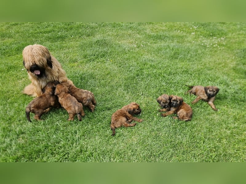 Briard Welpen fauve in liebevolle Hände abzugeben