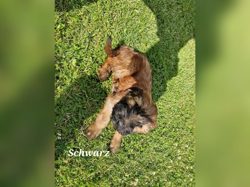 Briard Welpen fauve in liebevolle Hände abzugeben