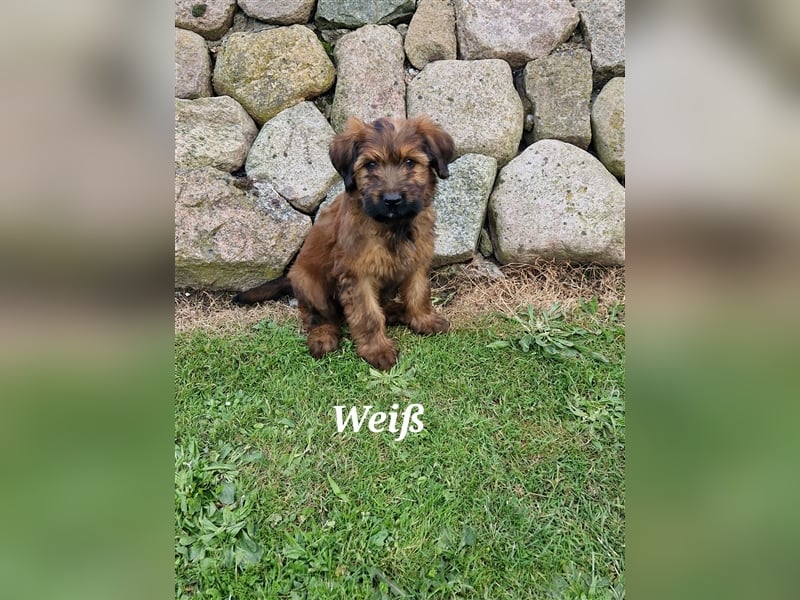 Briard Welpen fauve in liebevolle Hände abzugeben