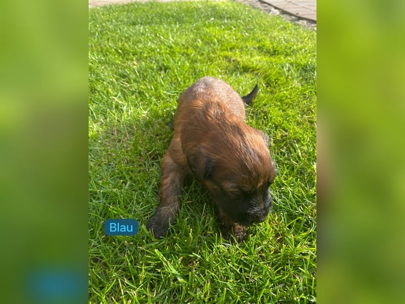 Briard Welpen fauve in liebevolle Hände abzugeben