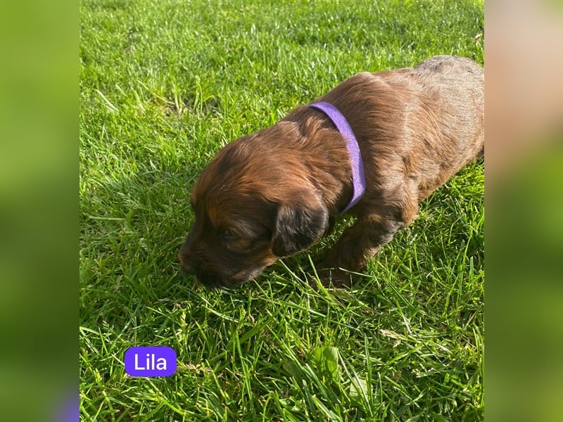 Briard Welpen fauve in liebevolle Hände abzugeben