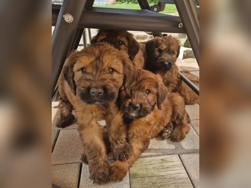 Briard Welpen fauve in liebevolle Hände abzugeben