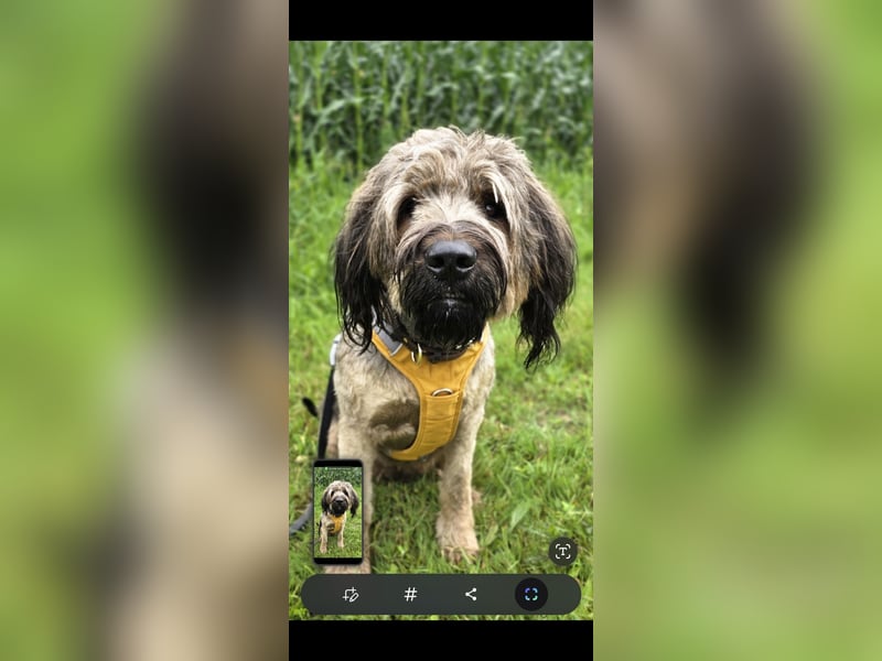 Briard Hündin 2 Jahre alt ♡