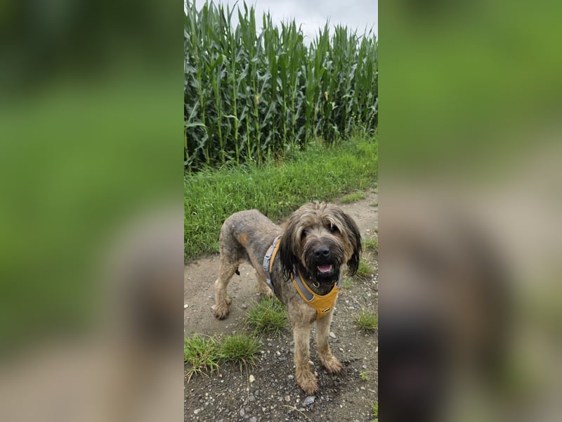 Briard Hündin 2 Jahre alt ♡