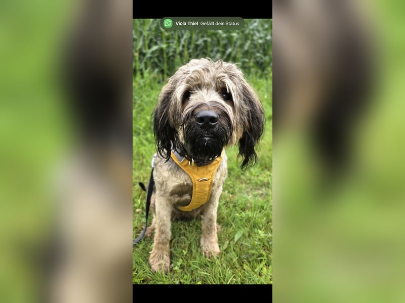 Briard Hündin 2 Jahre alt ♡