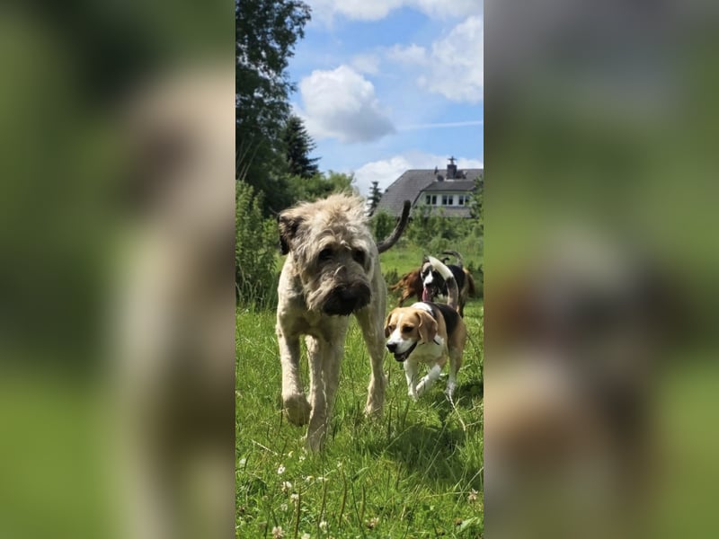 Briard Hündin 2 Jahre alt ♡
