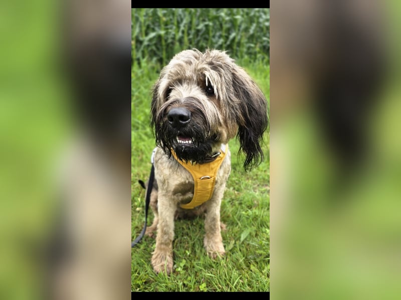 Briard Hündin 2 Jahre alt ♡