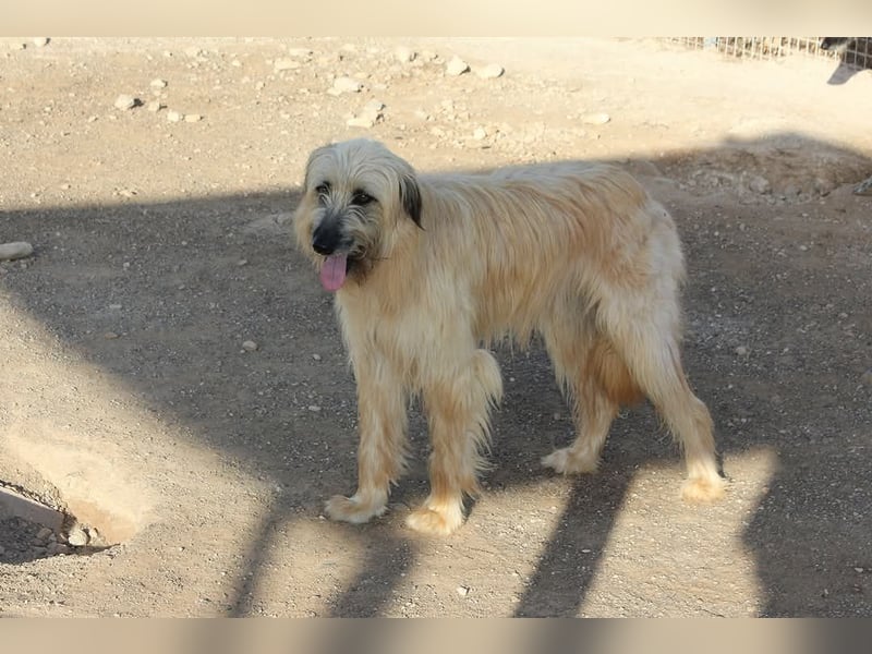 Wakame, wunderbare Dame ihrer Rasse, Gos d Atura /Briard Mix