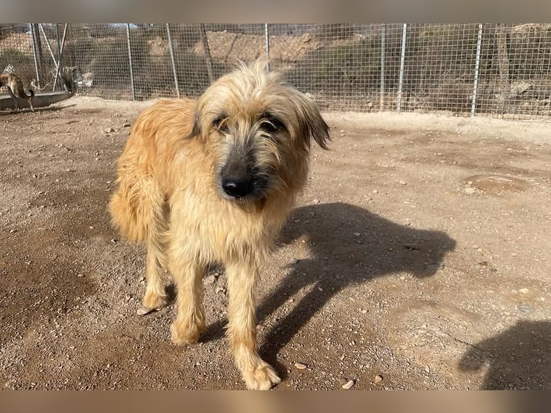 Wakame, wunderbare Dame ihrer Rasse, Gos d Atura /Briard Mix