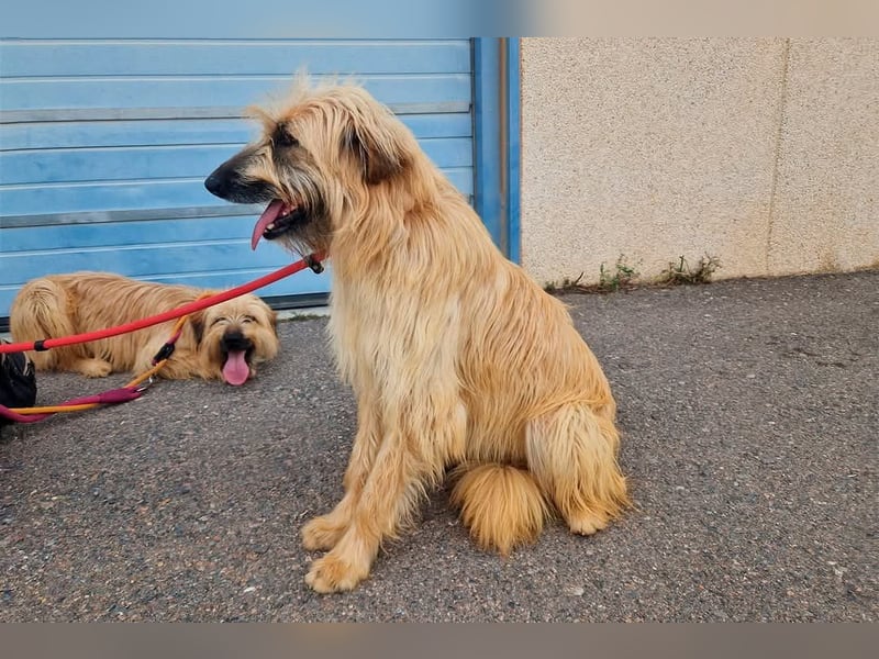 Wakame, wunderbare Dame ihrer Rasse, Gos d Atura /Briard Mix