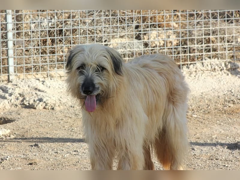 Wakame, wunderbare Dame ihrer Rasse, Gos d Atura /Briard Mix