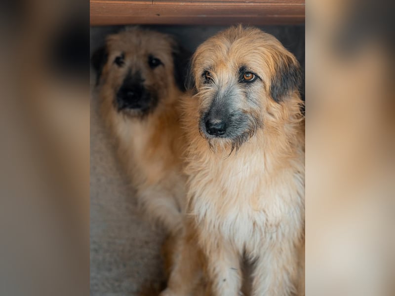 Wakame, wunderbare Dame ihrer Rasse, Gos d Atura /Briard Mix