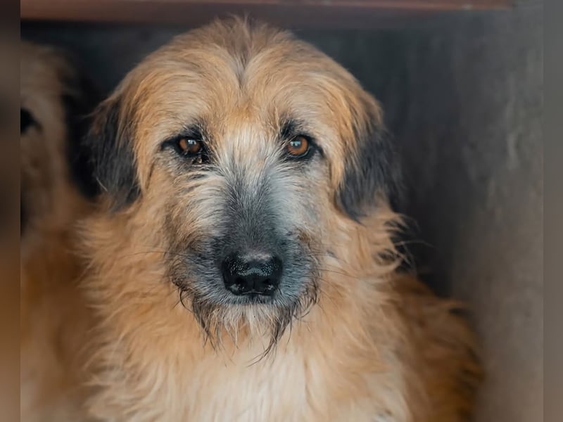 Wakame, wunderbare Dame ihrer Rasse, Gos d Atura /Briard Mix