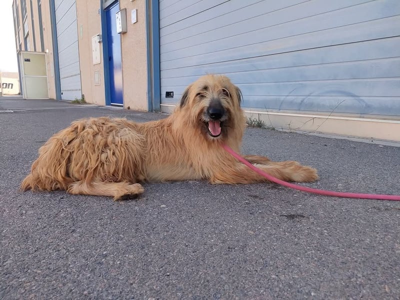 Wakame, wunderbare Dame ihrer Rasse, Gos d Atura /Briard Mix