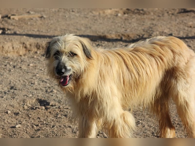 Wakame, wunderbare Dame ihrer Rasse, Gos d Atura /Briard Mix