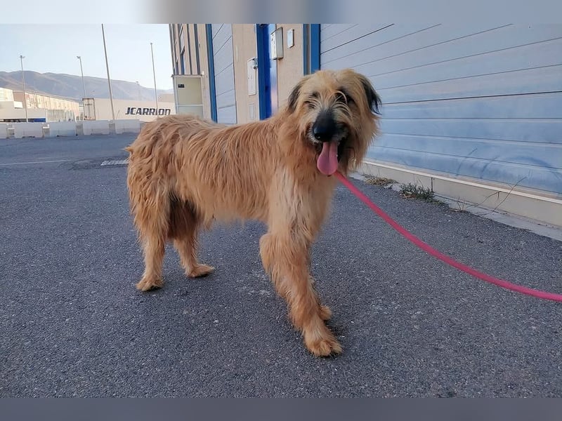 Wakame, wunderbare Dame ihrer Rasse, Gos d Atura /Briard Mix