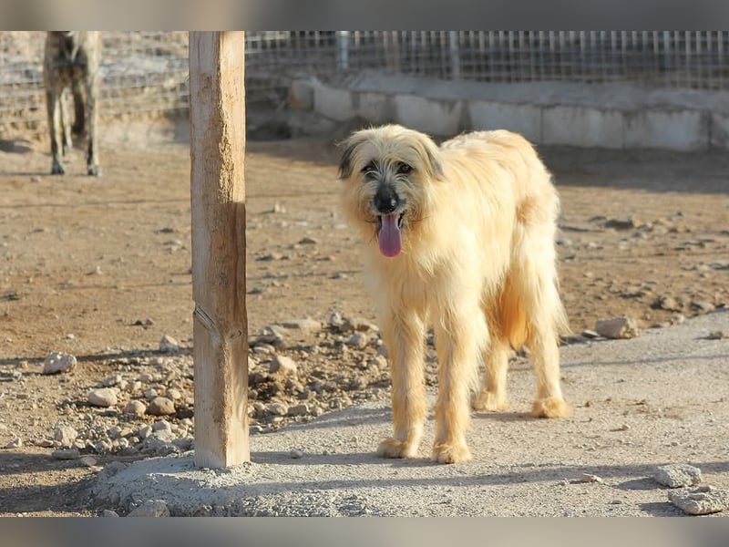Wakame, wunderbare Dame ihrer Rasse, Gos d Atura /Briard Mix