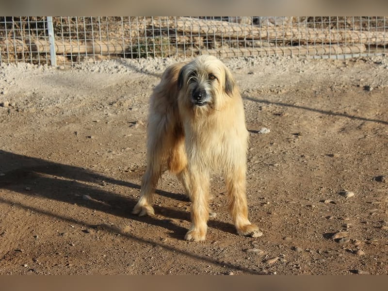 Wakame, wunderbare Dame ihrer Rasse, Gos d Atura /Briard Mix