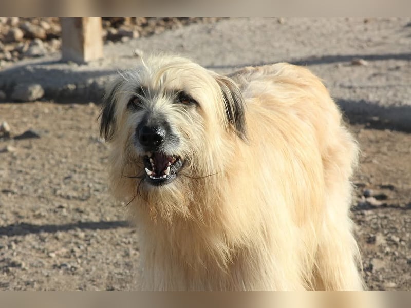 Wakame, wunderbare Dame ihrer Rasse, Gos d Atura /Briard Mix