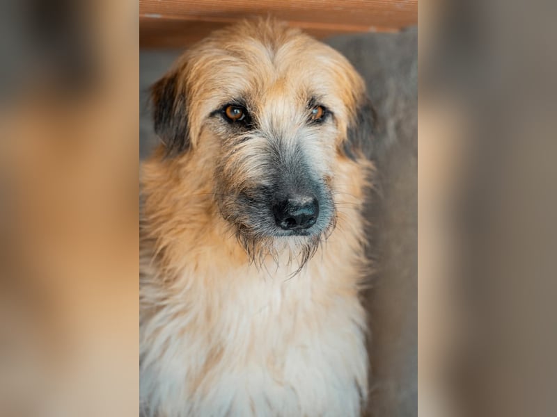 Wakame, wunderbare Dame ihrer Rasse, Gos d Atura /Briard Mix