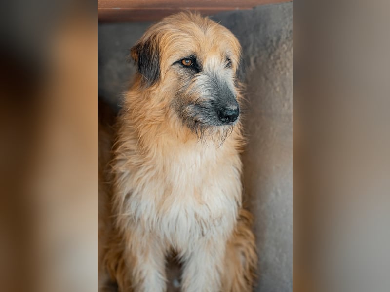 Wakame, wunderbare Dame ihrer Rasse, Gos d Atura /Briard Mix