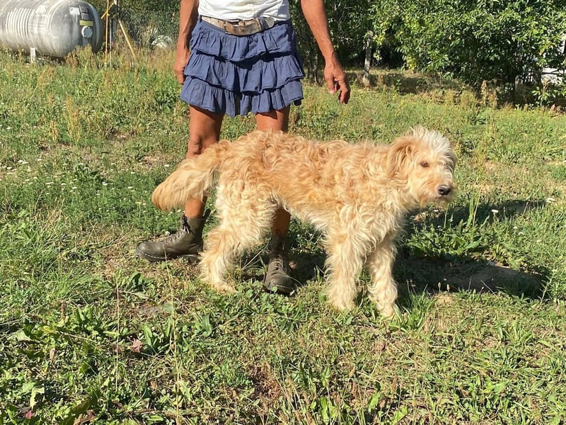 Jackline, süße Briard Hündin sucht …..