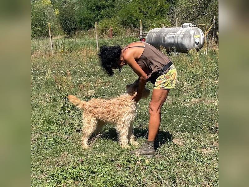 Jackline, süße Briard Hündin sucht …..