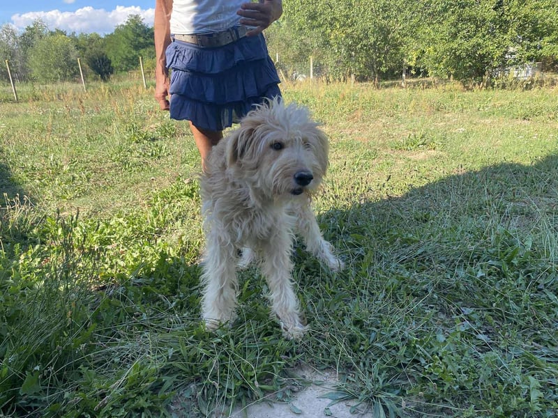 Jackline, süße Briard Hündin sucht …..