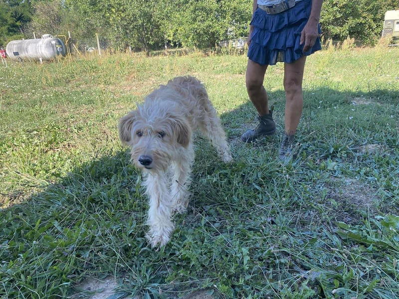 Jackline, süße Briard Hündin sucht …..