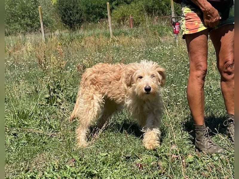 Jackline, süße Briard Hündin sucht …..