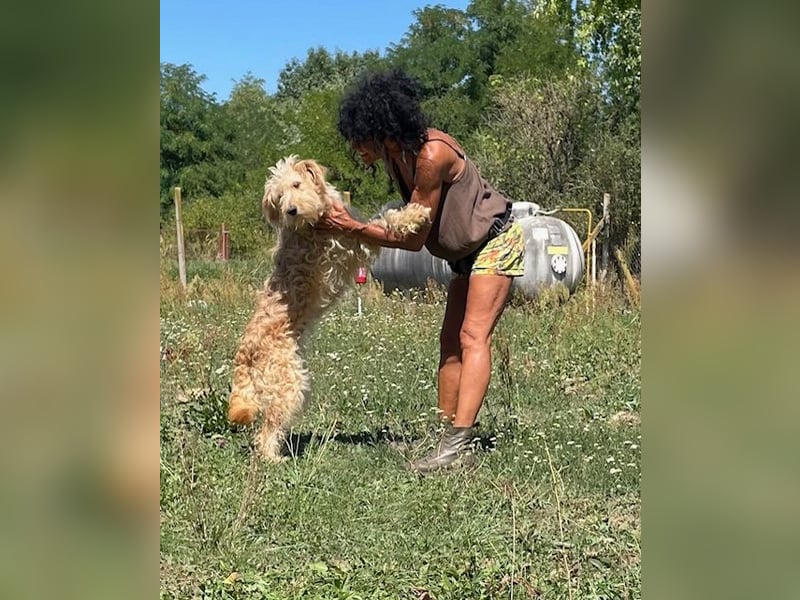 Jackline, süße Briard Hündin sucht …..