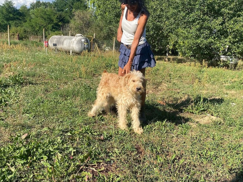 Jackline, süße Briard Hündin sucht …..