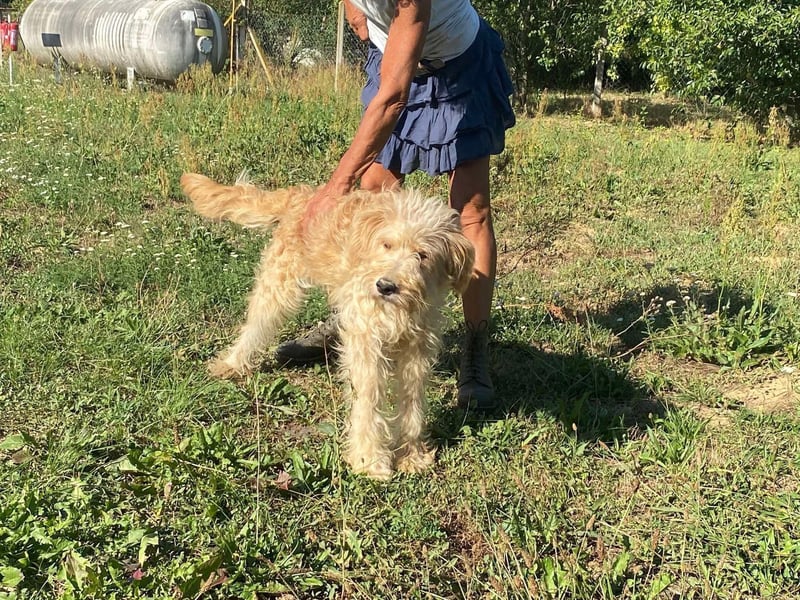 Jackline, süße Briard Hündin sucht …..
