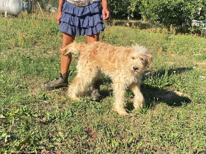 Jackline, süße Briard Hündin sucht …..