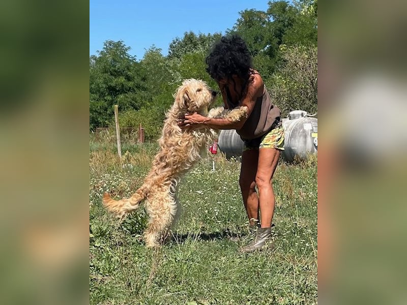 Jackline, süße Briard Hündin sucht …..