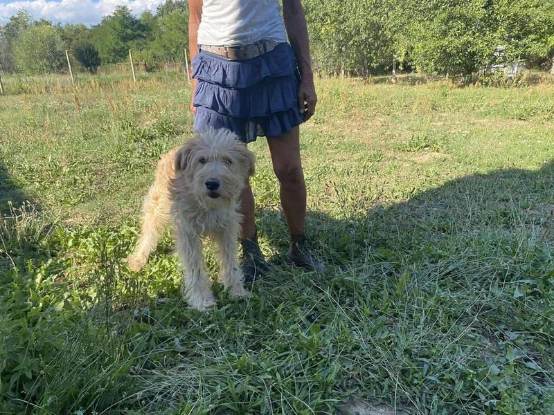 Jackline, süße Briard Hündin sucht …..