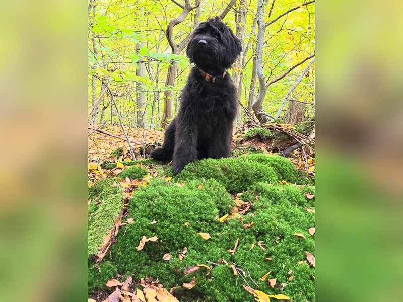 Briard Welpen von den Harzer Mühlenkindern