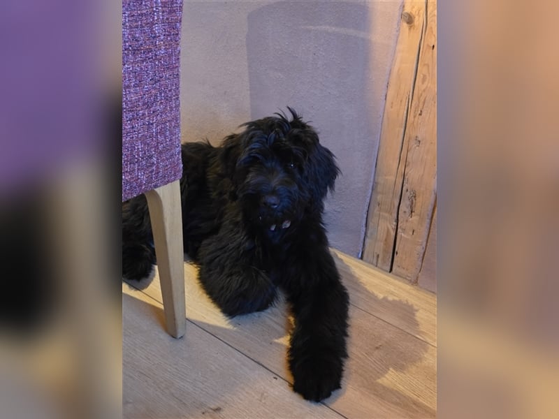 Briard Welpen von den Harzer Mühlenkindern