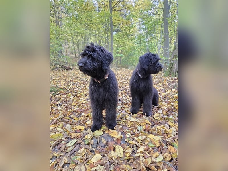 Briard Welpen von den Harzer Mühlenkindern