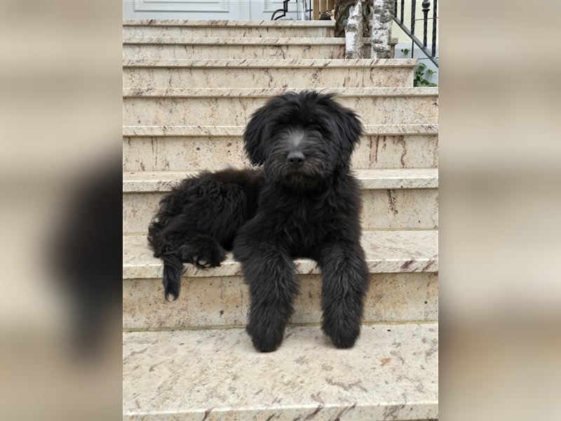 Briard Welpen von den Harzer Mühlenkindern