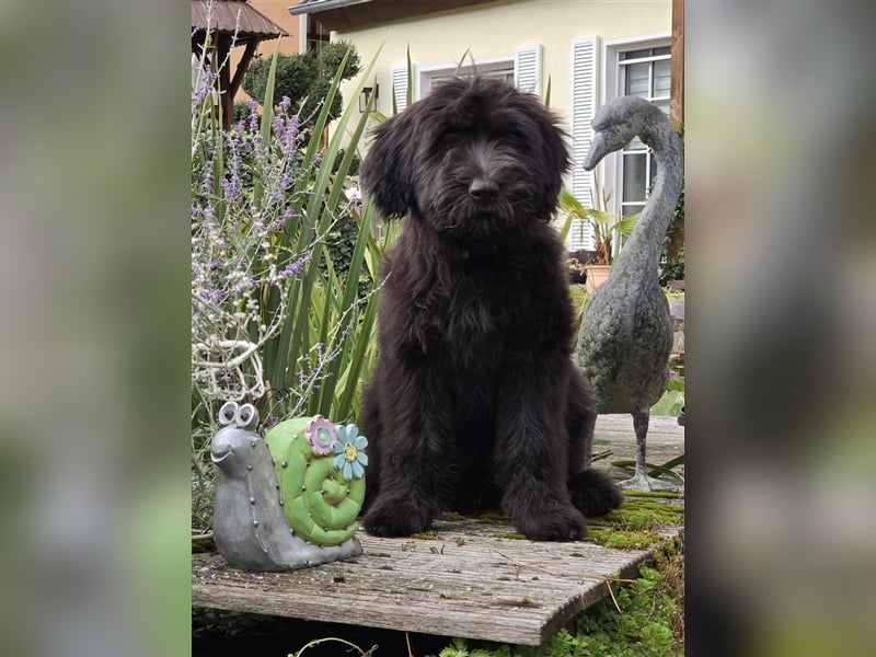 Briard Welpen von den Harzer Mühlenkindern