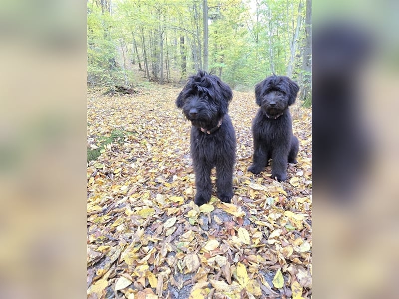 Briard Welpen von den Harzer Mühlenkindern