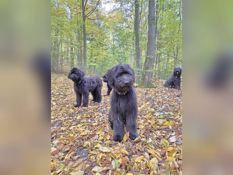 Briard Welpen von den Harzer Mühlenkindern