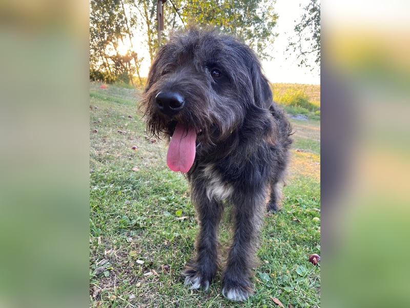 Wundervoller Briard ähnlicher Jungrüde, ca. 1 Jahr, 50cm, kastriert