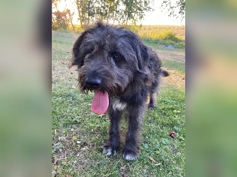 Wundervoller Briard ähnlicher Jungrüde, ca. 1 Jahr, 50cm, kastriert